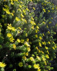 Cullumia carlinoides