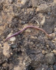 Strigamia branneri