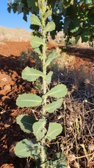 Lactuca aculeata