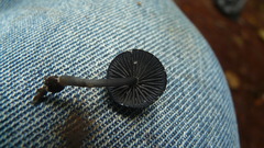 Panaeolus cyanescens