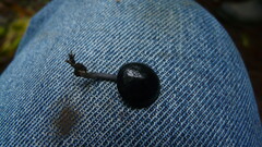 Panaeolus cyanescens