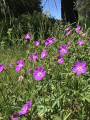 Geranium oreganum