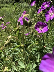 Geranium oreganum
