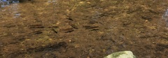 Micropterus treculii
