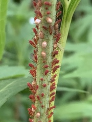 Macrosiphini