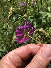 Geranium oreganum