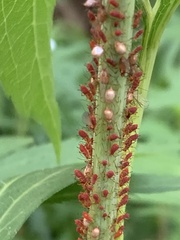 Macrosiphini