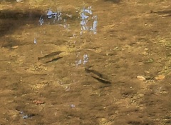 Micropterus treculii
