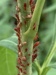 Macrosiphini