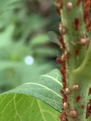 Macrosiphini