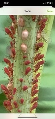Macrosiphini