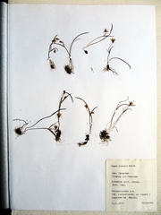 Gagea hiensis
