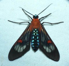Cosmosoma restrictum