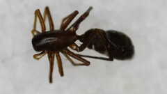 Myrmecotypus lineatus