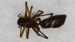 Myrmecotypus lineatus