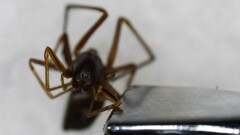 Myrmecotypus lineatus