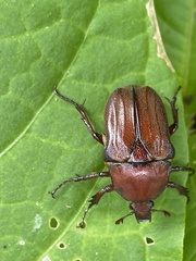 Cosmiomorpha similis