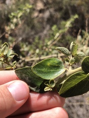 Ceanothus pendletonensis