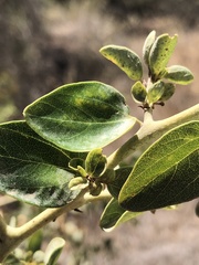 Ceanothus pendletonensis