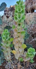 Moluccella laevis