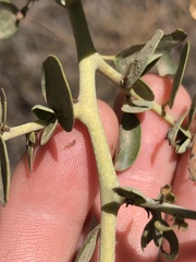 Ceanothus pendletonensis