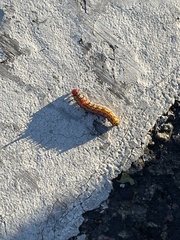 Oedemasia concinna