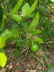 Citrus × limon