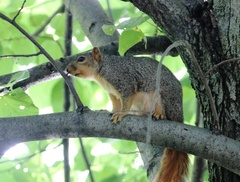 Sciurus niger
