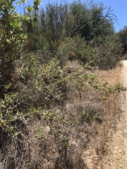 Ceanothus pendletonensis