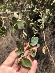 Ceanothus pendletonensis