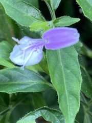 Dicliptera japonica, photograph 古淑玲, CC0, iNaturalist via GBIF