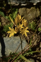 Triteleia crocea