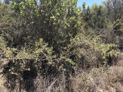 Ceanothus pendletonensis