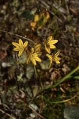 Triteleia crocea