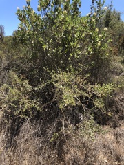 Ceanothus pendletonensis