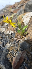 Arnica griscomii