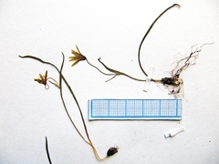Gagea hiensis
