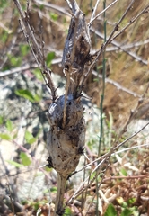 Timaspis phoenixopodos