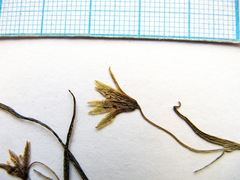 Gagea hiensis
