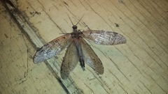 Dysmicohermes disjunctus