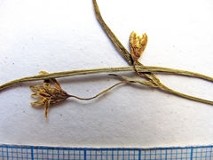 Gagea hiensis