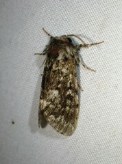 Panthea acronyctoides