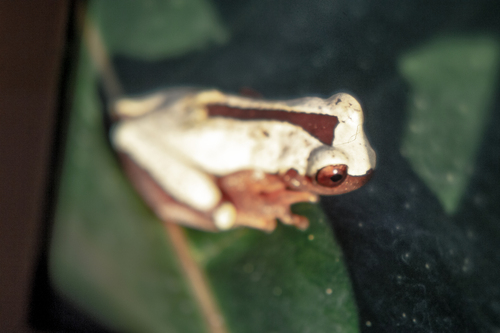 Triangle Treefrog, Dendropsophus triangulum