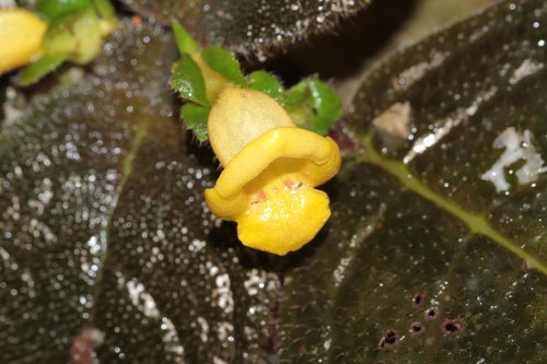 Christopheria xantha, photograph 6