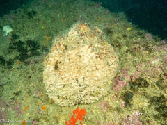 Coscinoderma mathewsi