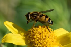 Helophilus neoaffinis