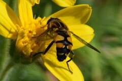 Helophilus neoaffinis