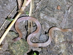 Atractus trilineatus