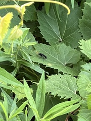 Gnamptopelta obsidianator