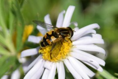 Helophilus neoaffinis